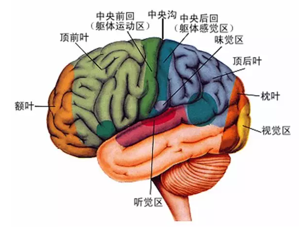 經(jīng)顱磁刺激治療你知道多少？
